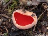 ohnivec rakouský (Houby), Sarcoscypha austriaca (Fungi)